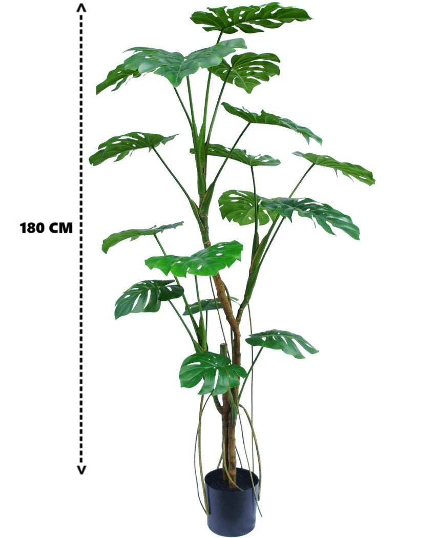 Pianta Monstera Elegance con vaso