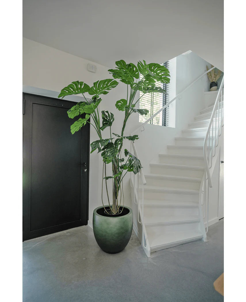 Pianta Monstera Elegance con vaso