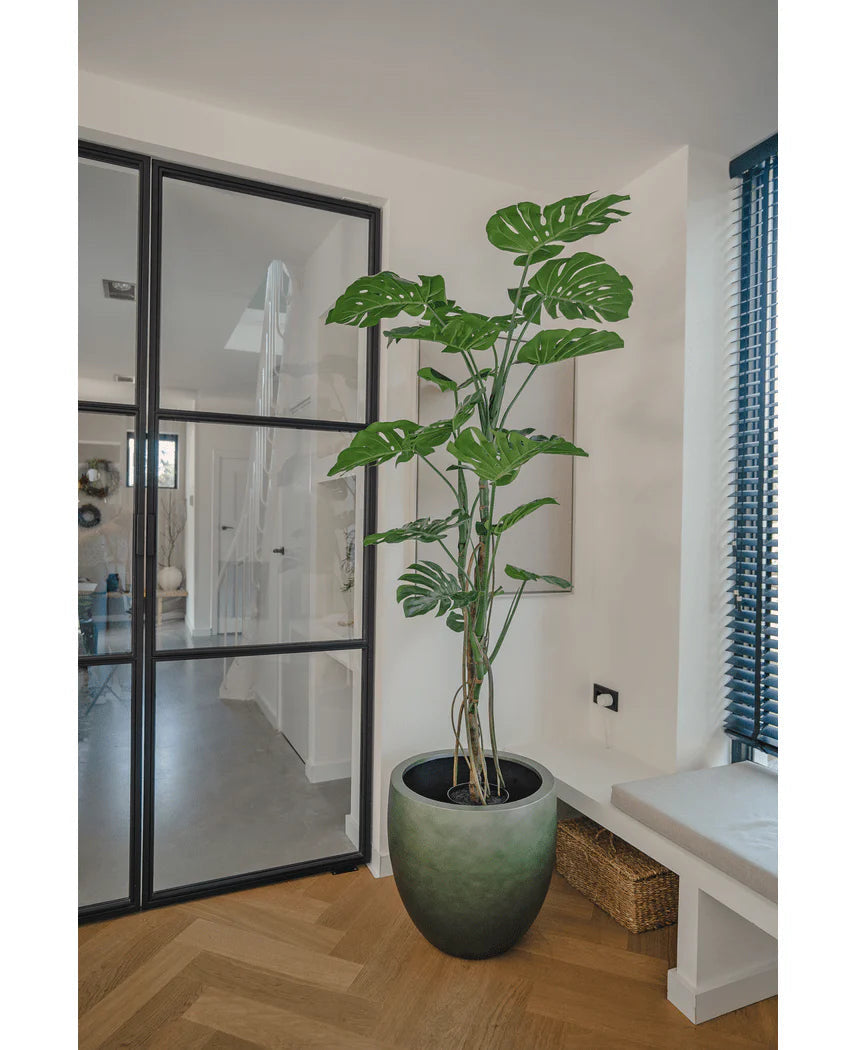 Pianta Monstera Elegance con vaso