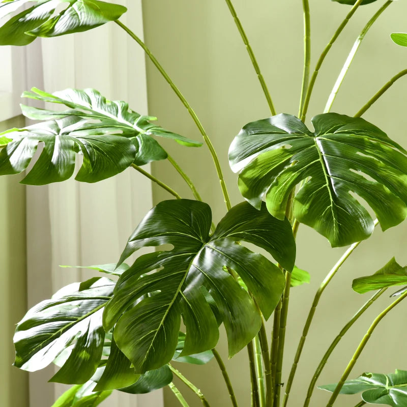 Pianta Monstera Elegance con vaso