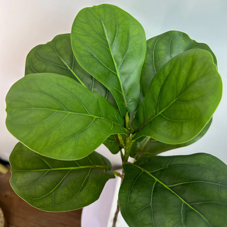 Pianta Monstera sauvage con vaso e muschio