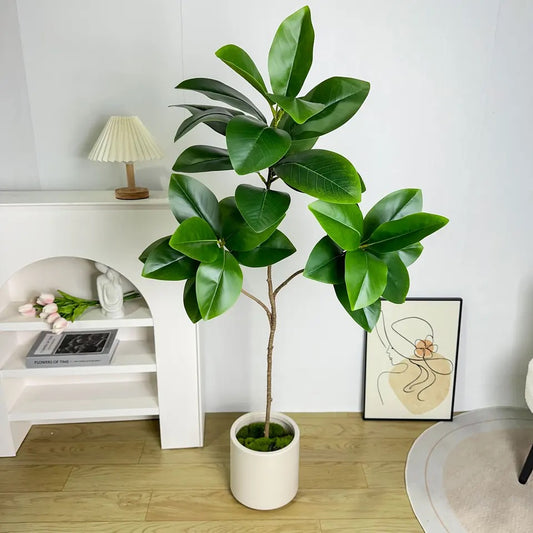 Pianta Monstera lux con vaso e muschio